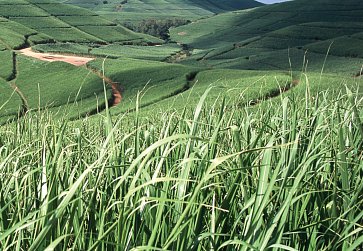 Protecting Land Rights in Illovo