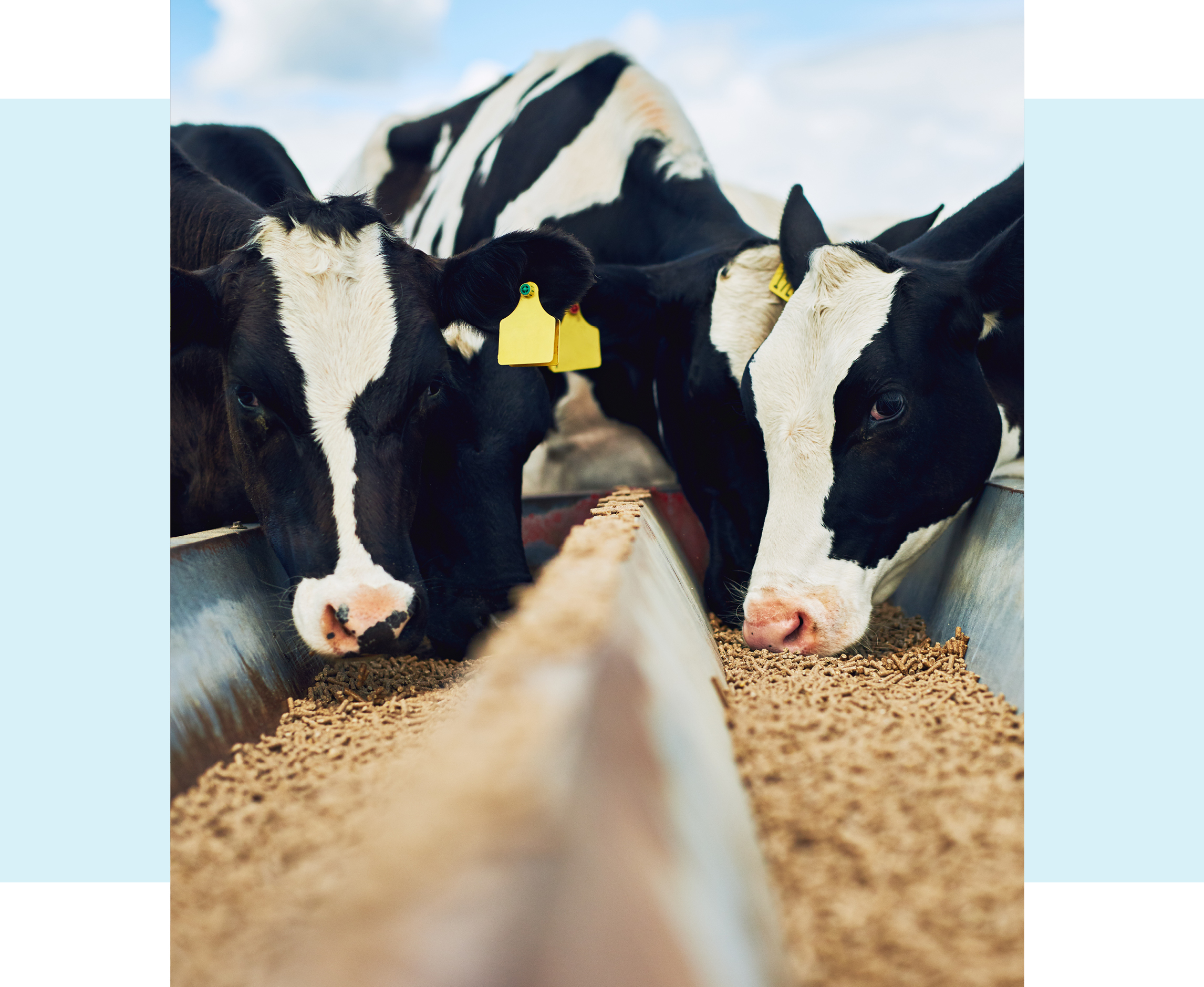 Cows on farm