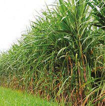 Bh cane field