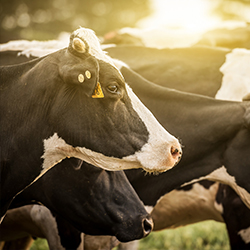 animal feed is produced in accordance with stringent feed assurance standards