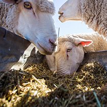 Livestock farm sheep