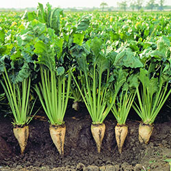 Sugar beet crop soil