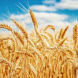 Wheat field sky