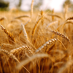 Wheat grain field